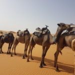Our camels